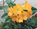 Vireya rhododendron